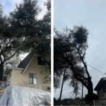 Building Tree Clearing.jpg