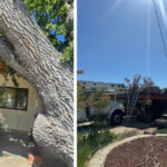 Tree Hanging Over Driveway.jpg