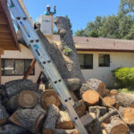 After Tree Leaning on Driveway Cover.jpg