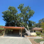 Before Tree Leaning on Driveway Cover.jpg