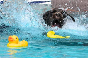 dog splash days, templeton, vineyard dog park. parks 4 pups