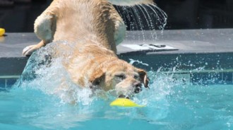 Dog-Splash-Days