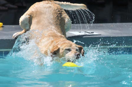 Dog-Splash-Days